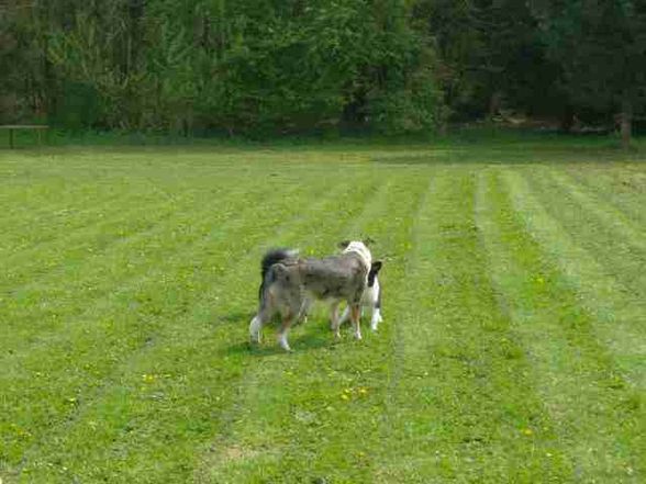 hunDESchUlLLeEE  BERGLAND - 