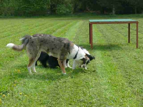 hunDESchUlLLeEE  BERGLAND - 