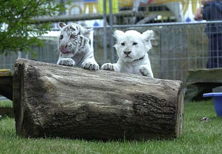 Weiße Tiger und Tigerbabys - 