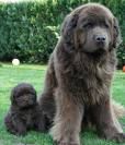 Lieblings dogs - 