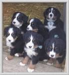 Lieblings dogs - 