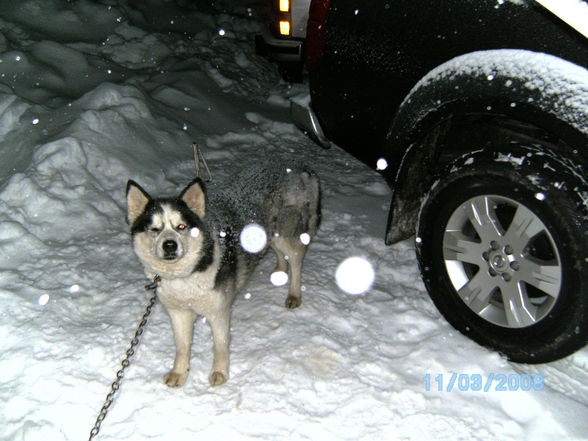 Unterwegs mit meinen Hunden,.... - 