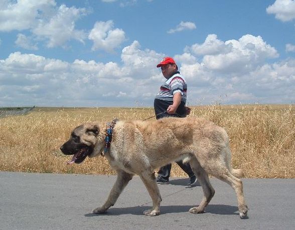 Kangel Kampfhund Welpe süß Erwachsen Big - 