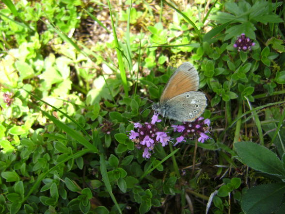 kleine bunte weld. :)) ?  - 