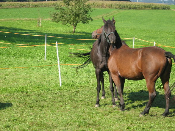 Streifzüge der Ranch - 