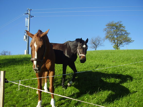 mein pferd soraja - 