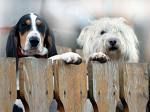 Hunde - 