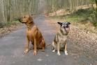 Hunde - 