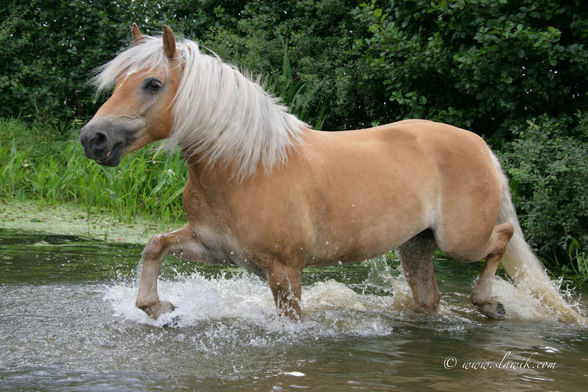 Horse - 