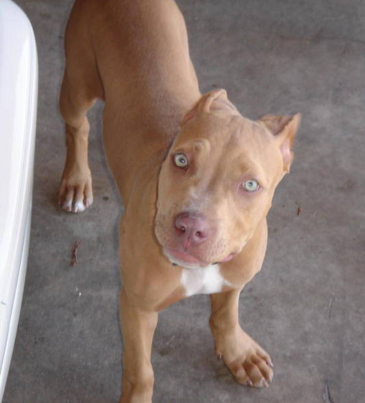 Pit Bull - 