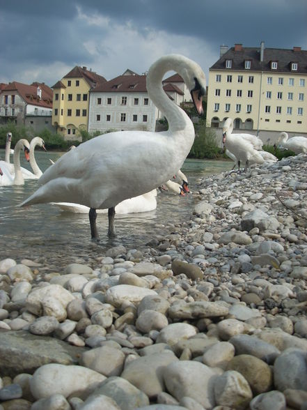 Meine Leidenschaft ♥ - 