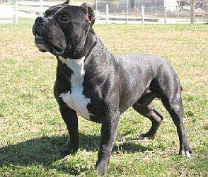 -American PitBull- - 