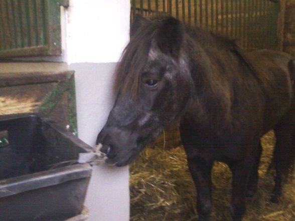 Mei verstorbenes Pony Jimmy - 