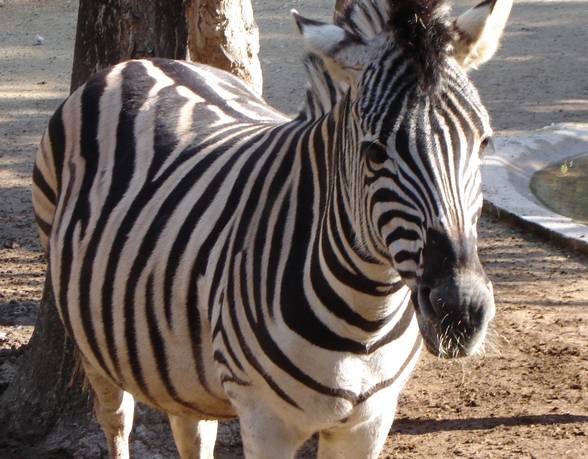 Zoo-Park à Cap Ferrat - 