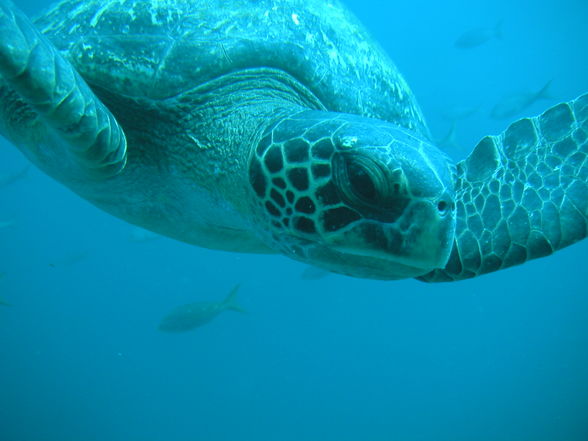 Tauchen - Galapagos  - 