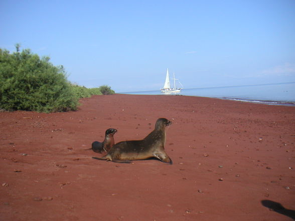 Tauchen - Galapagos  - 