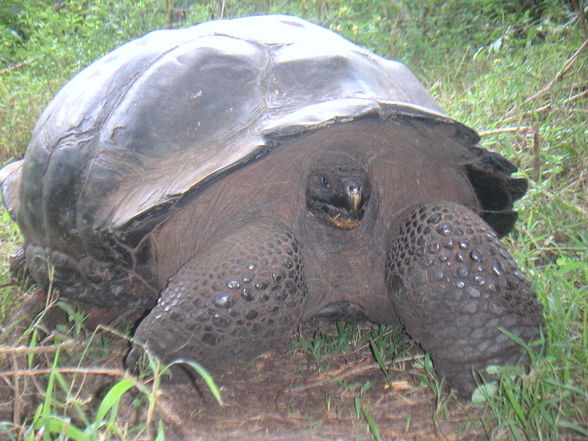 Tauchen - Galapagos  - 