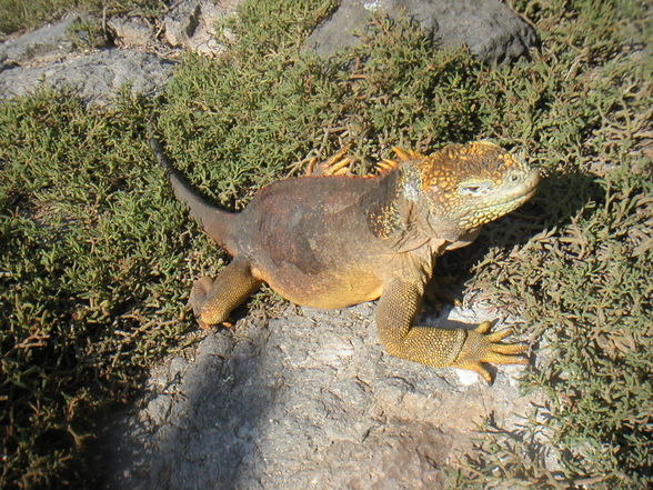 Tauchen - Galapagos  - 