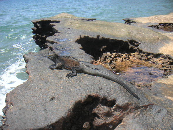 Tauchen - Galapagos  - 