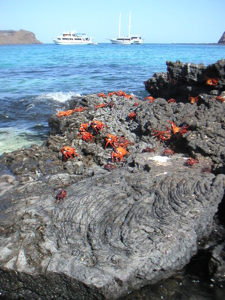 Tauchen - Galapagos  - 