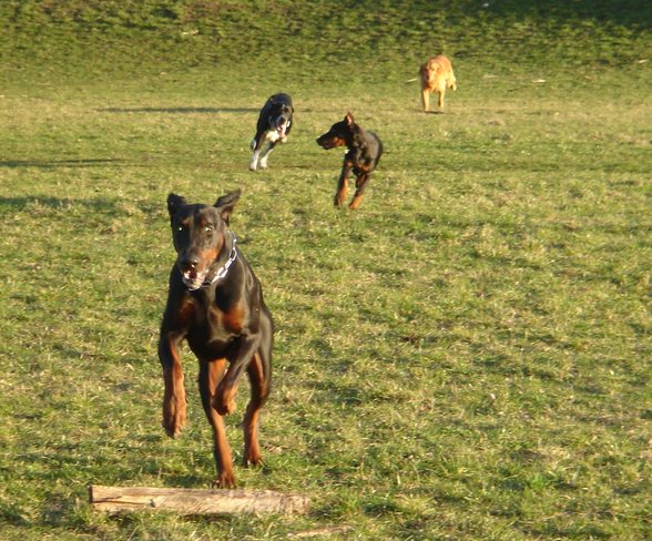 Dobermänner & Friends - 