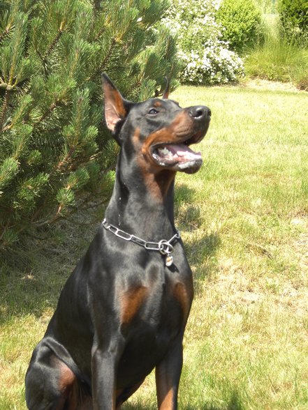 Dobermänner & Friends - 