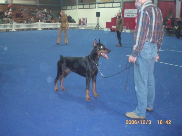 Dobermänner & Friends - 