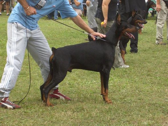 Dobermänner & Friends - 