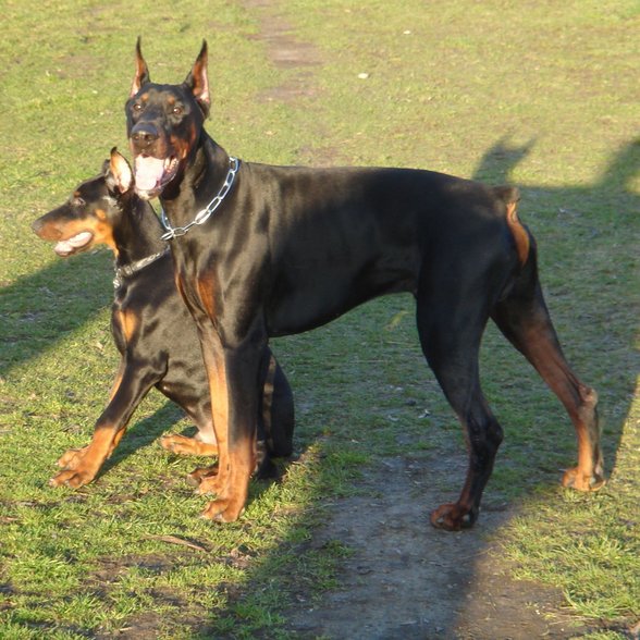 Dobermänner & Friends - 