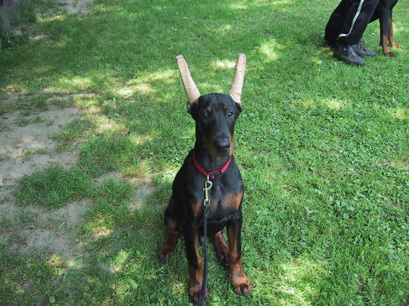 Dobermänner & Friends - 