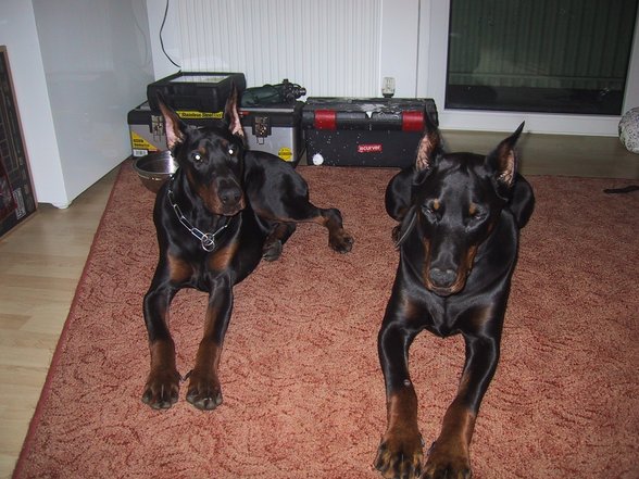 Dobermänner & Friends - 