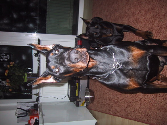 Dobermänner & Friends - 