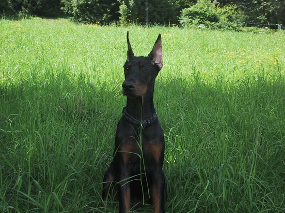 Dobermänner & Friends - 