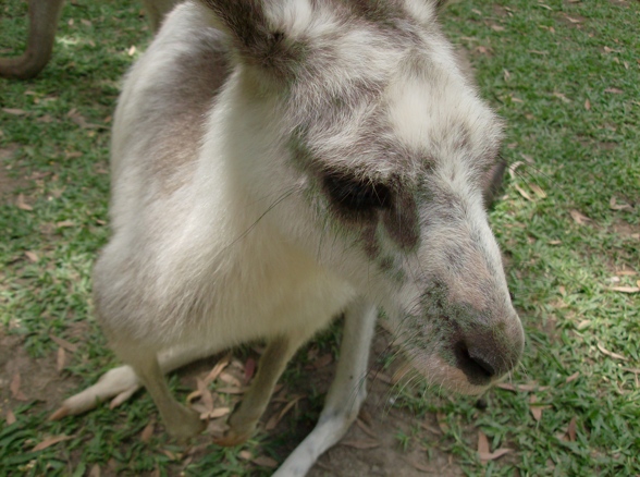 australien zoo - 