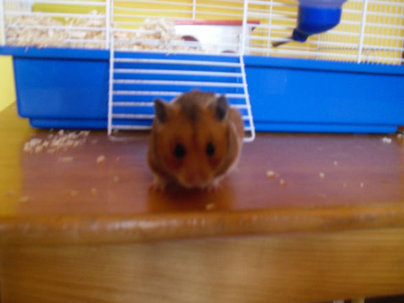 My hamster - 