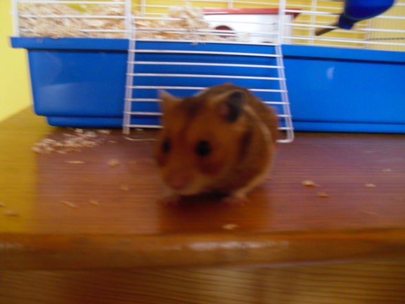 My hamster - 