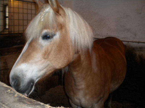Pferde vom Stritzelhof:) - 