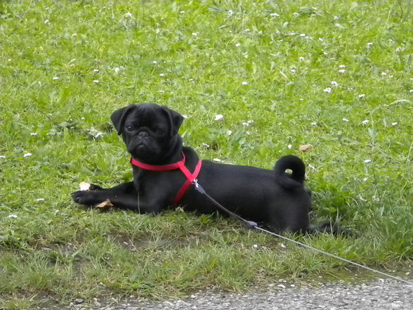 Hund(Blacky):-) - 