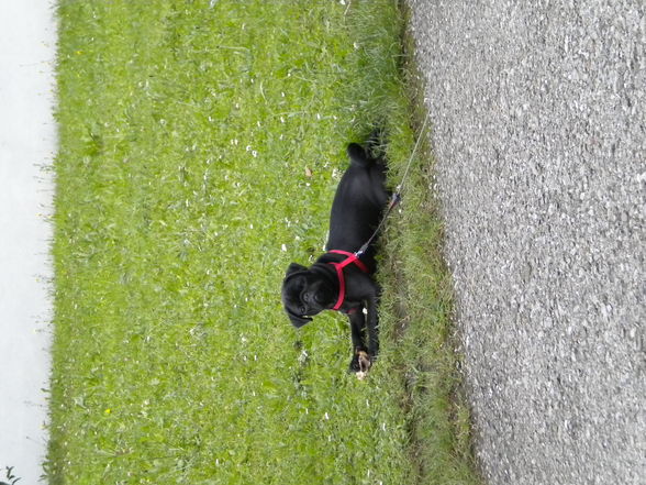 Hund(Blacky):-) - 