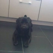 Hund(Blacky):-) - 