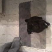 Hund(Blacky):-) - 