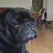 Hund(Blacky):-) - 