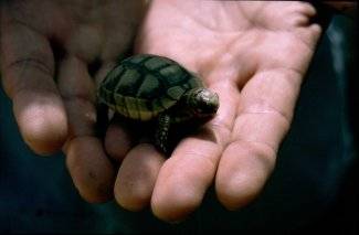 Ein paar süße Tierchen - 