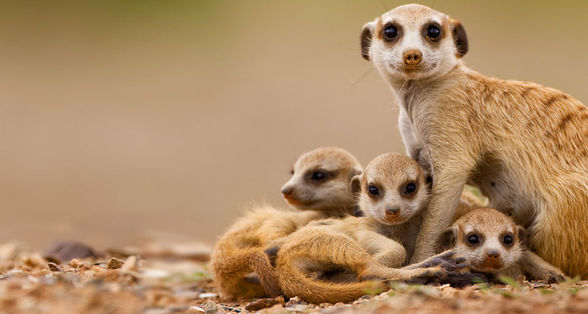 Meine Tiererlebnisse - 