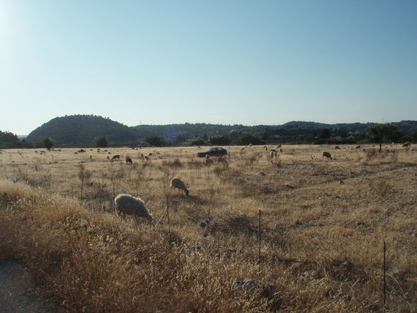 Griechenland 2009, Rhodos, Kolymbia - 