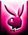 playboy bunny - 