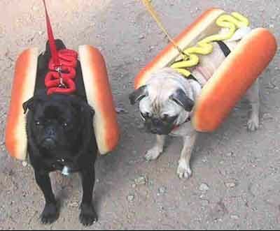 EIn HotDog gefellig? - 