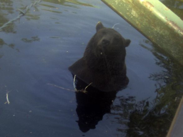 Freizeit- und Wildtierpark Enhagen - 