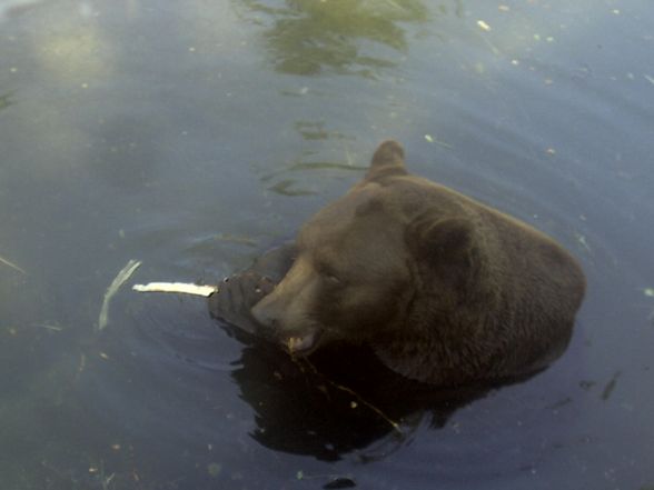 Freizeit- und Wildtierpark Enhagen - 