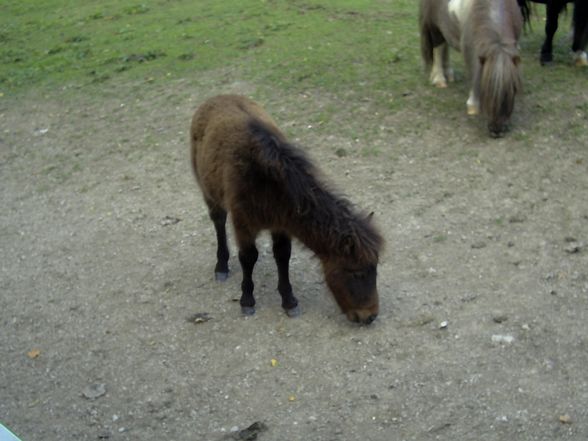 Freizeit- und Wildtierpark Enhagen - 